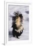 Striped Skunk in the Snow-DLILLC-Framed Premium Photographic Print