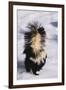 Striped Skunk in the Snow-DLILLC-Framed Premium Photographic Print