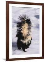 Striped Skunk in the Snow-DLILLC-Framed Premium Photographic Print