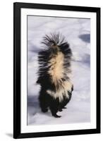 Striped Skunk in the Snow-DLILLC-Framed Premium Photographic Print