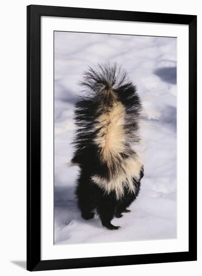 Striped Skunk in the Snow-DLILLC-Framed Premium Photographic Print