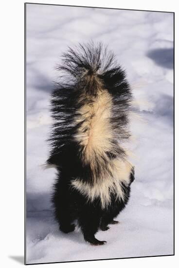 Striped Skunk in the Snow-DLILLC-Mounted Premium Photographic Print