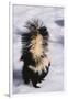 Striped Skunk in the Snow-DLILLC-Framed Premium Photographic Print