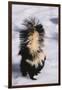 Striped Skunk in the Snow-DLILLC-Framed Premium Photographic Print