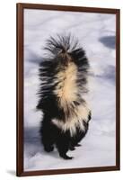 Striped Skunk in the Snow-DLILLC-Framed Premium Photographic Print