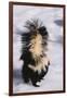 Striped Skunk in the Snow-DLILLC-Framed Premium Photographic Print