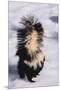 Striped Skunk in the Snow-DLILLC-Mounted Premium Photographic Print