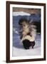 Striped Skunk in the Snow-DLILLC-Framed Photographic Print