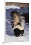 Striped Skunk in the Snow-DLILLC-Framed Photographic Print