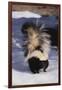 Striped Skunk in the Snow-DLILLC-Framed Photographic Print