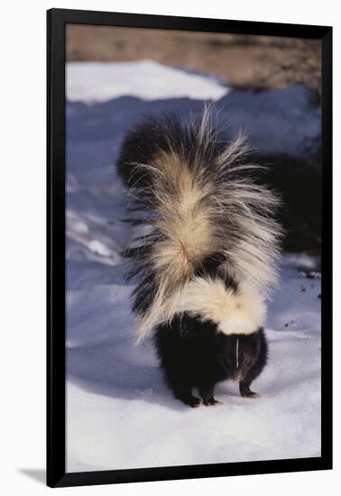 Striped Skunk in the Snow-DLILLC-Framed Photographic Print