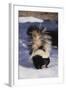 Striped Skunk in the Snow-DLILLC-Framed Photographic Print