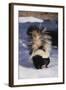 Striped Skunk in the Snow-DLILLC-Framed Photographic Print