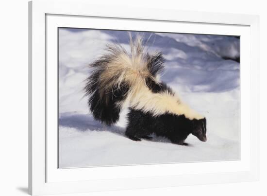 Striped Skunk in the Snow-DLILLC-Framed Photographic Print