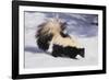 Striped Skunk in the Snow-DLILLC-Framed Photographic Print