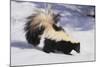 Striped Skunk in the Snow-DLILLC-Mounted Photographic Print