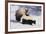 Striped Skunk in the Snow-DLILLC-Framed Photographic Print