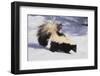 Striped Skunk in the Snow-DLILLC-Framed Photographic Print