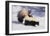 Striped Skunk in the Snow-DLILLC-Framed Photographic Print