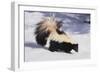 Striped Skunk in the Snow-DLILLC-Framed Photographic Print