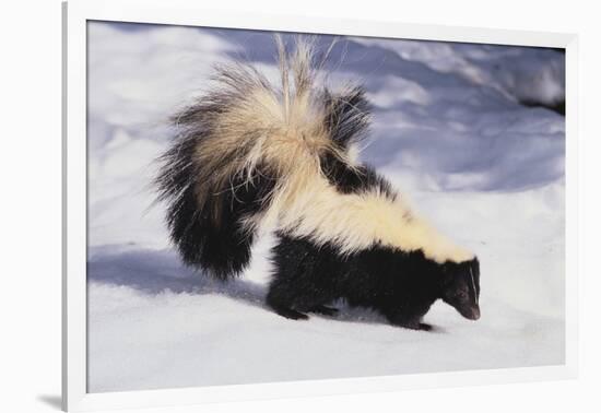 Striped Skunk in the Snow-DLILLC-Framed Photographic Print