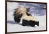 Striped Skunk in the Snow-DLILLC-Framed Photographic Print