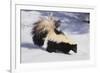 Striped Skunk in the Snow-DLILLC-Framed Photographic Print