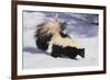 Striped Skunk in the Snow-DLILLC-Framed Photographic Print