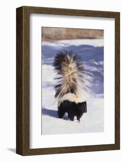 Striped Skunk in the Snow-DLILLC-Framed Photographic Print