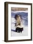 Striped Skunk in the Snow-DLILLC-Framed Photographic Print