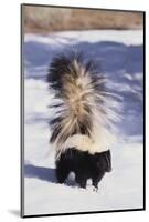 Striped Skunk in the Snow-DLILLC-Mounted Photographic Print