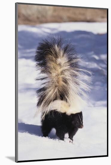 Striped Skunk in the Snow-DLILLC-Mounted Photographic Print