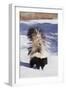 Striped Skunk in the Snow-DLILLC-Framed Photographic Print