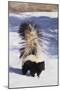 Striped Skunk in the Snow-DLILLC-Mounted Photographic Print