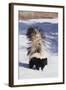 Striped Skunk in the Snow-DLILLC-Framed Photographic Print