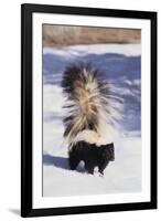 Striped Skunk in the Snow-DLILLC-Framed Photographic Print