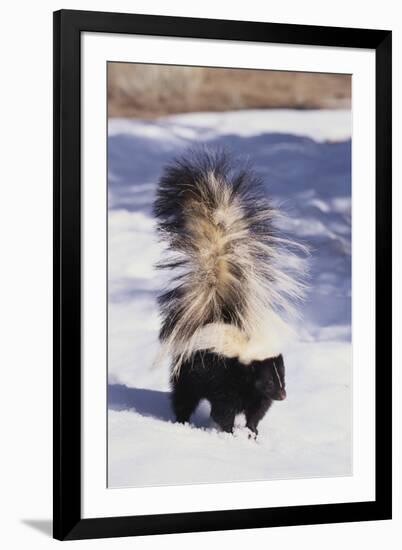 Striped Skunk in the Snow-DLILLC-Framed Photographic Print