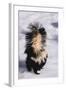 Striped Skunk in the Snow-DLILLC-Framed Photographic Print