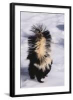 Striped Skunk in the Snow-DLILLC-Framed Photographic Print