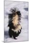 Striped Skunk in the Snow-DLILLC-Mounted Photographic Print