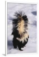 Striped Skunk in the Snow-DLILLC-Framed Photographic Print