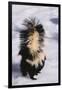 Striped Skunk in the Snow-DLILLC-Framed Photographic Print