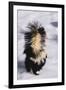 Striped Skunk in the Snow-DLILLC-Framed Photographic Print