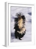 Striped Skunk in the Snow-DLILLC-Framed Photographic Print