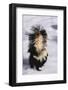 Striped Skunk in the Snow-DLILLC-Framed Photographic Print