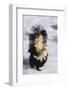 Striped Skunk in the Snow-DLILLC-Framed Photographic Print