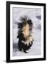 Striped Skunk in the Snow-DLILLC-Framed Photographic Print