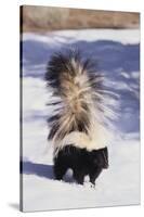 Striped Skunk in the Snow-DLILLC-Stretched Canvas