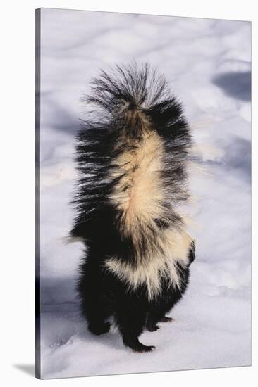 Striped Skunk in the Snow-DLILLC-Stretched Canvas