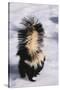 Striped Skunk in the Snow-DLILLC-Stretched Canvas